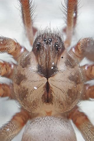 La llamada araña violinista despertó temor el año pasado en al menos seis estados de méxico donde se ha detectado su presencia, luego de que ya cobrará la vida de dos bebés, uno en el estado de. Nueva especie de araña violinista - Gaceta UNAM