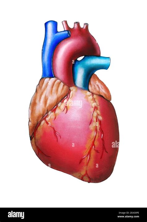Human Heart Anatomy Original Hand Painted Illustration Stock Photo Alamy