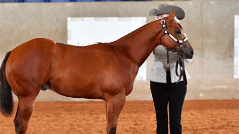 2018 Aqha Select Weanling Colts Youtube