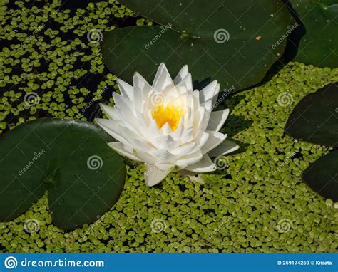 Delicate White Water Lily Flower With Yellow Middle Blooming In A Pond