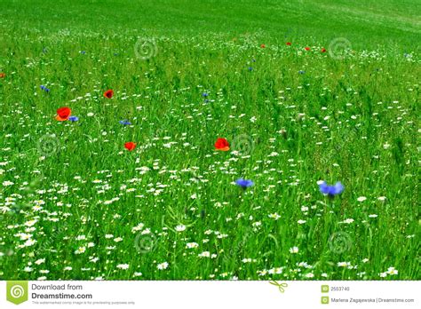 Spring Meadow Stock Photo Image Of Chamomile Bunch Florist 2553740
