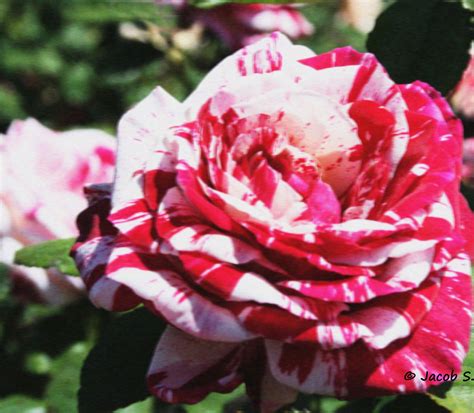 I Call It A Candy Rose Found In Huntington Library Gardens Pasadena