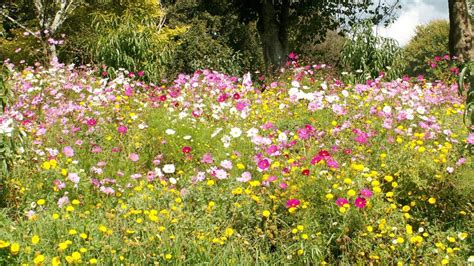 Home grow laws * coloradans can grow marijuana in their homes for personal use. How to grow a wildflower meadow | Stuff.co.nz