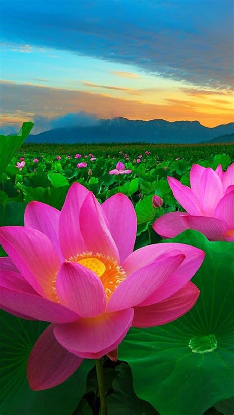 Pink Flower Mobile Wallpapers Wallpaper Cave