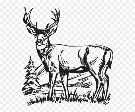 Download Hunting Deer Drawings Clipart White Tailed Deer Scenes Black
