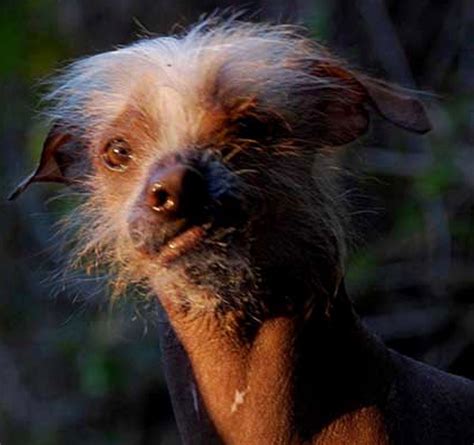 Meet the 'World's Ugliest Dog' Photos | Image #21 - ABC News