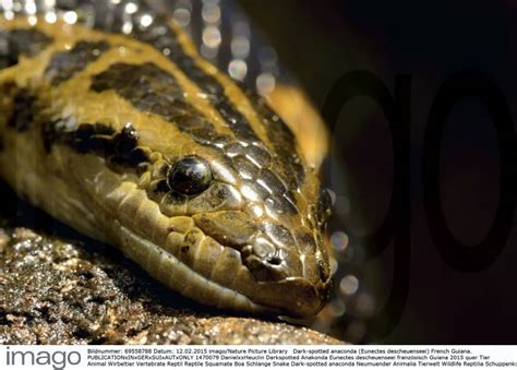 Dark Spotted Anaconda Eunectes Descheuenseei French Guiana