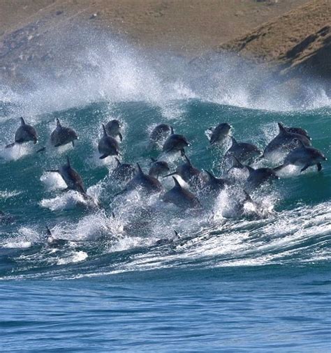 Dolphins Surfing The Waves Underwater Creatures Ocean Creatures