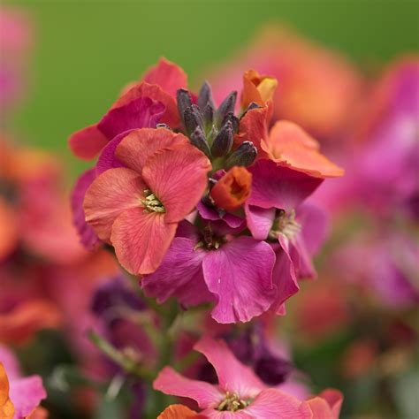 Most of us are familiar with the bedding plants, commonly known as wallflowers, which are planted out in the autumn and then flower around the same time as tulips, the following spring. Erysimum 'Winter Orchid' | Kiefer Nursery: Trees, Shrubs ...