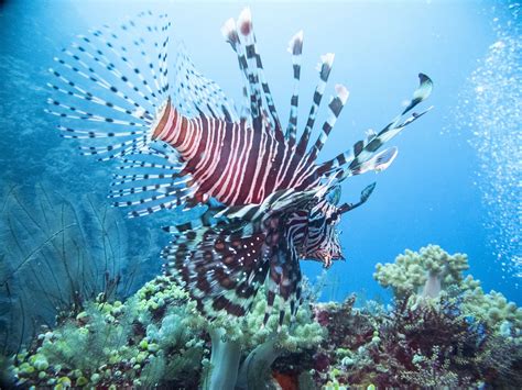 Beautiful Subject For Underwater Photography Lion Fish Are Endemic To