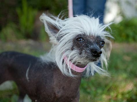 Ugliest Dog Crowned Photo 8 Pictures Cbs News