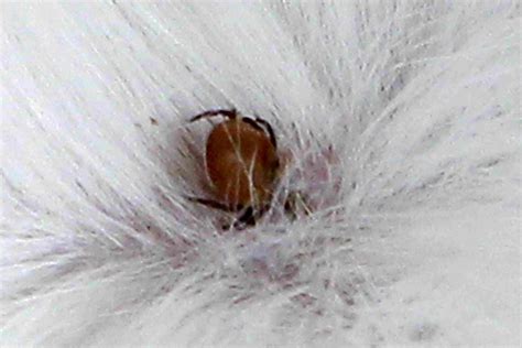 Worms Mites Ticks And Other Bugs That Live On Cats