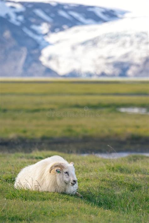 Icelandic Sheep Grazing In Front Of High Mountains Stock Photo Image