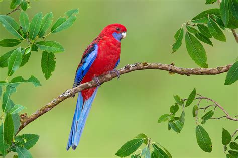 769429 Parrots Berry Two Branches Rare Gallery Hd Wallpapers