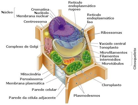 Joeselicul Celula Vegetal Y Sus Partes