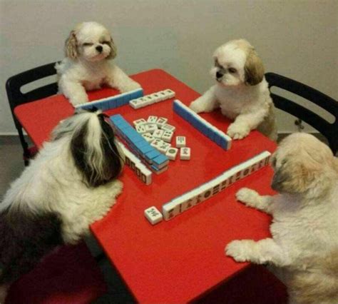 Chinese New Year Dog Year Celebrating By Playing Chinese Mahjong Meme Guy