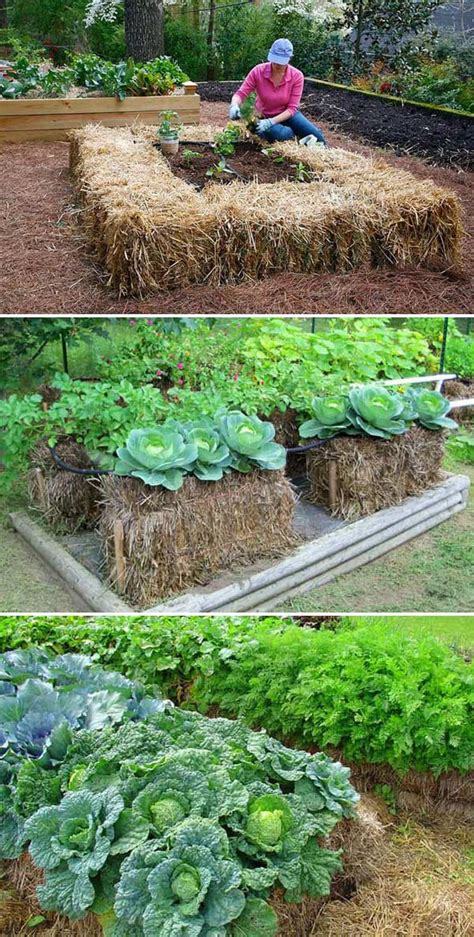 Grow Your Plants In Raised Garden Beds Amazing Diy