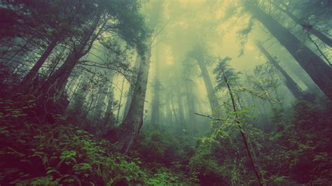 Wallpaper 3840x2160 Px Forest Leaves Mist Nature Plants Trees