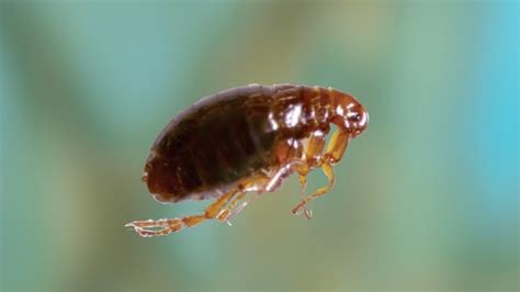 What Do Fleas Eat 33 Things To Know About What Fleas Eat