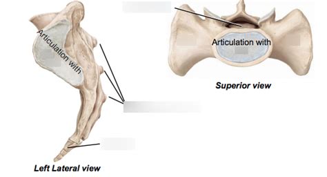 Sacral And Coccygeal Vertebrae Lateral And Superior View Diagram