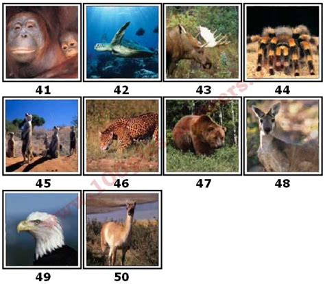 100 Pics Animal Planet Level 41 50 Answers 100 Pics Answers