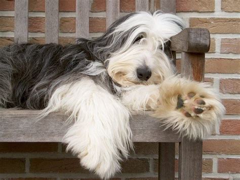 A Beautiful Bearded Collie Lounging On A Bench Bearded Collie
