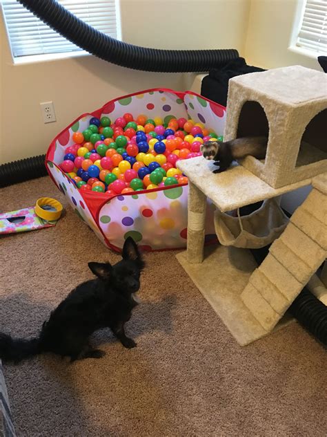 Ferret Playroom With A Ball Pit Tunnels And A Cat Condo Ferret
