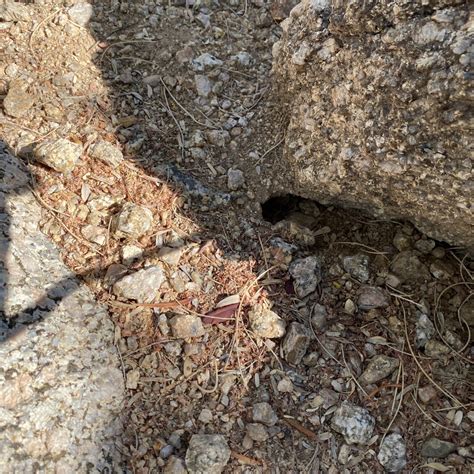 Are These Snake Holes Rattlesnake Solutions