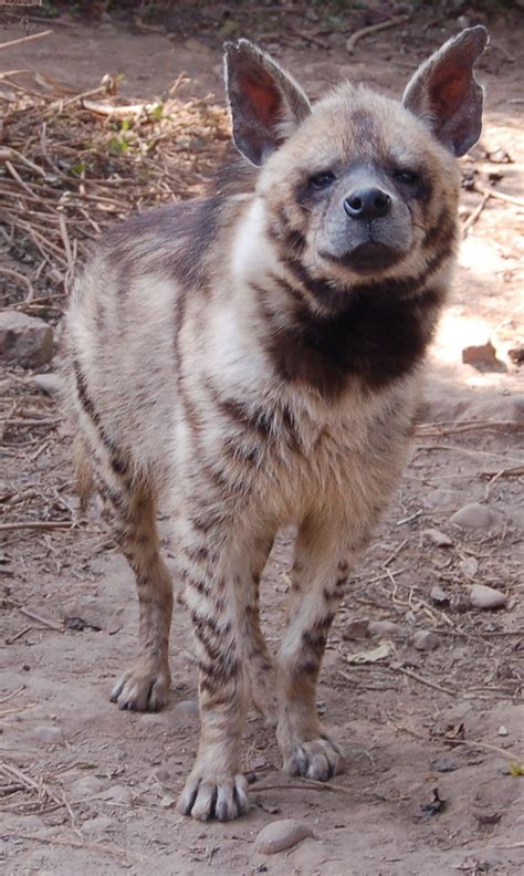 Striped Hyena Hyaena Hyaena Animales En Peligro De Extincion Hiena
