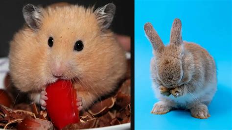 Rabbits And Hamsters The Complete Guide To Compatibility