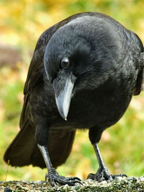 Ravens And Crows They Are The Only Non Primate Species Known To Make
