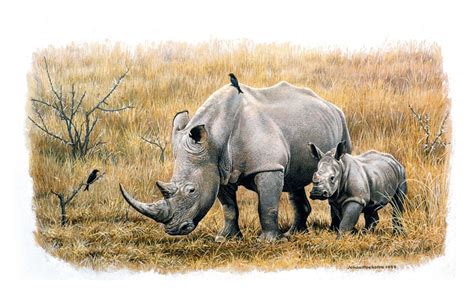 Posts About White Rhino On Johan Hoekstra Wildlife Art Collection