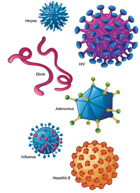 Viruses What They Are How They Spread And How We Fight Them