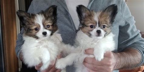 Whatever term you like to use to describe puppies, they are truly incredible animals that are much more than just pets. Papillon Puppies For Sale | Capitol Park, Lee, IA #286050
