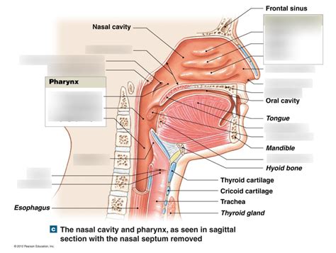 Lab External Nose Nasal Cavity Pharynx And Glottis Diagram Sexiz Pix