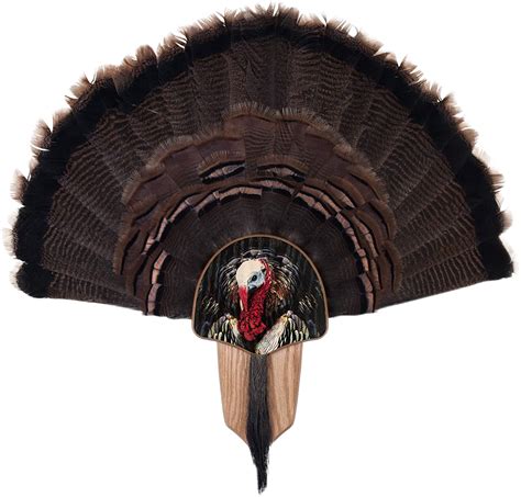 walnut hollow country turkey fan mount and display kit oak w spring strut image ebay