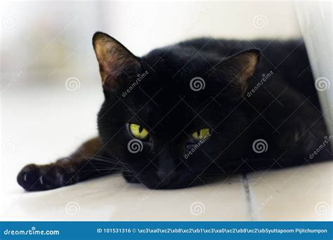 Black Cat Sleeping Stock Photo Image Of Little Kitten 101531316
