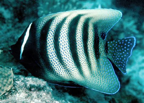 17 ikan hias air laut yang mudah dipelihara ikan merupakan salah satu hewan air yang memiliki banyak fungsi, ada yang bisa di. Jenis - Jenis Ikan Air Laut Ekonomis Penting [Bagian 17 ...