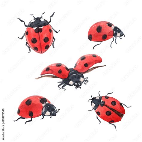 Watercolor Ladybug Illustration Set Stock Illustration Adobe Stock