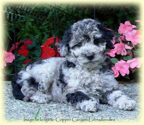 She is a small blue merle australian labradoodle with a soft wavy fleece coat. Angie's Labradoodle Puppies - Copper Canyon Labradoodles