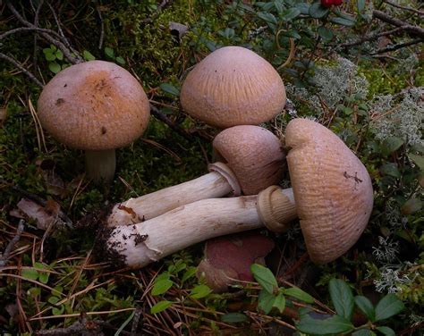Gypsy Mushroom Massachusetts Mushrooms · Inaturalist