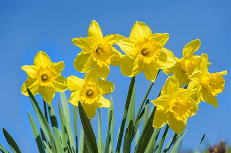Daffodil Wallpapers Top Free Daffodil Backgrounds
