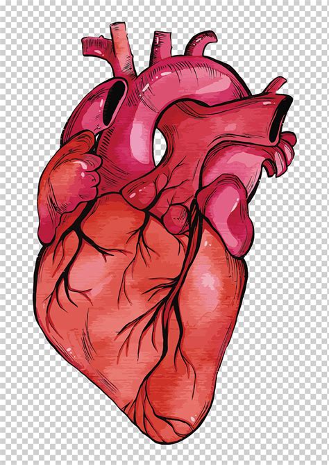 Anatomía Del Corazón Humano Corazón Euclidiano Corazón Pintura De