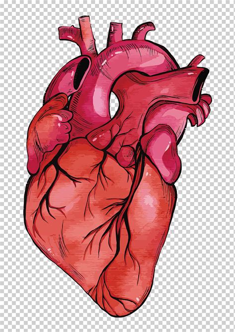 Heart Vector Clip Art Dibujo De Corazon Humano Dibujos De Corazones