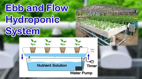 Ebb And Flow Hydroponic System Dialapk