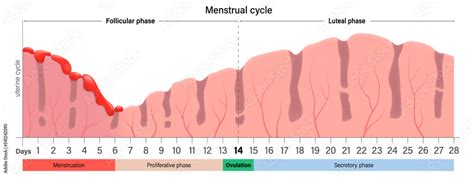 Menstrual Cycle Chart Menstruation Proliferative Ovulation And Secretory Phases Follicular