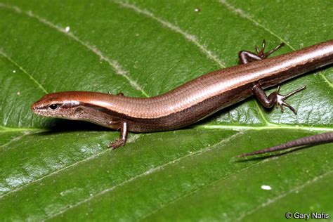 Little Brown Skink Scincella Lateralis