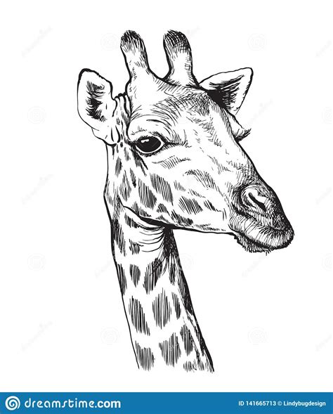 Sketch Of A Giraffe Head Stock Vector Illustration Of Face 141665713