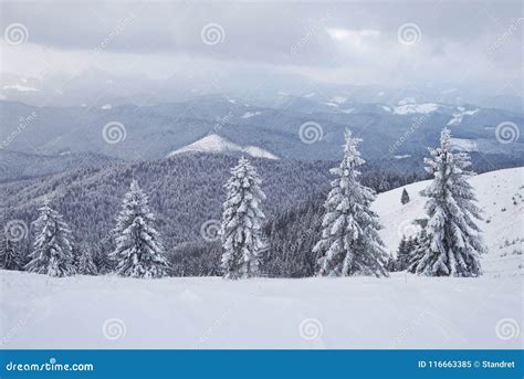 Great Winter Photo In Carpathian Mountains With Snow Covered Fir Trees