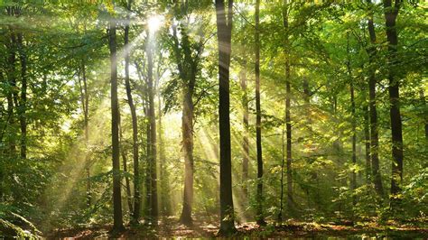 Les Plus Belles Forêts De France Prêt à Partir En Balades 🌳🦌